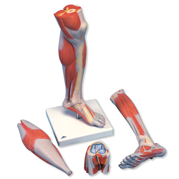 进口豪华型带膝的小腿肌模型(3部分)-德国3B-M22