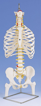 进口带肋骨和股骨头的经典灵活脊柱模型-德国