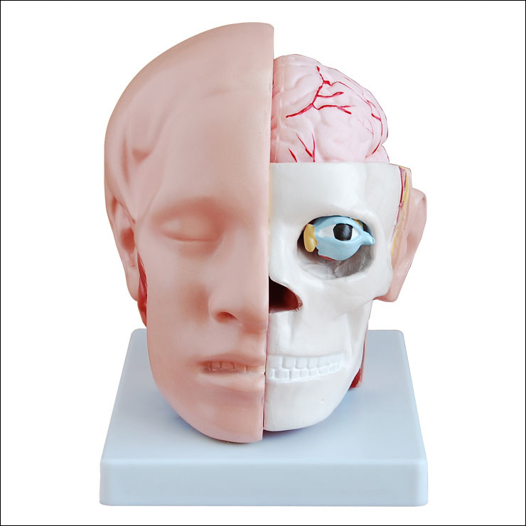 CY-XC318B 头解剖附脑动脉模型