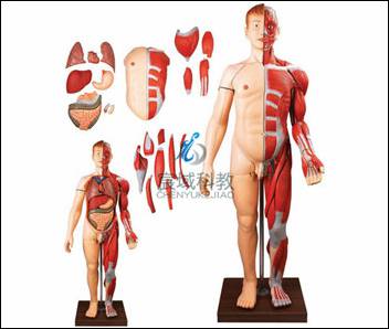 CY-A10001 人体全身层次肌肉附内脏模型