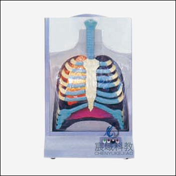 CY-A13015 电动人体呼吸系统模型