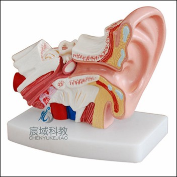 CY-XC303D 小型耳解剖放大模型(1.5倍大)