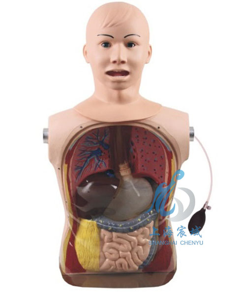 CY-81 高级鼻胃管及气管护理模型