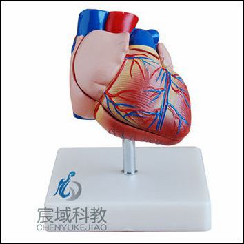 CY-XC307B 新型自然大心脏解剖模型