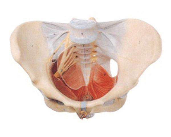 CY-A15106 女性骨盆附盆底肌和神经模型
