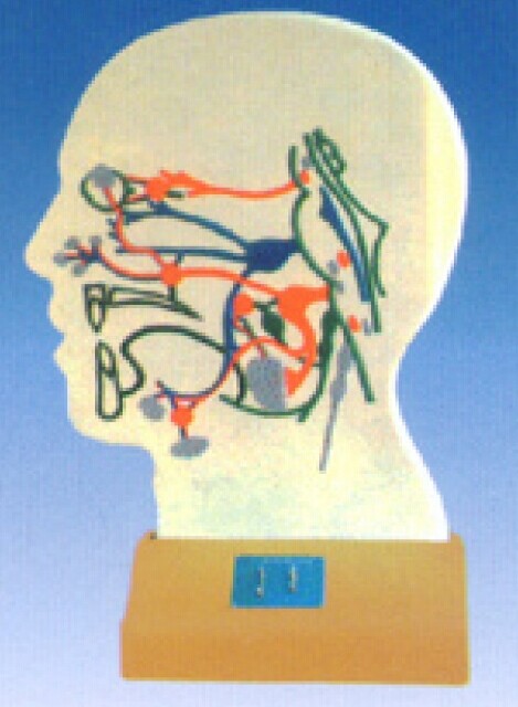 脑部副交感电动模型