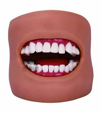 CY-K4 牙护理保健模型（带脸颊）