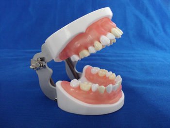 CY-KQ008 医师资格考试拔牙模型