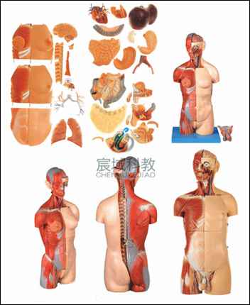 GD/A10003 男性、女性外两性互换肌肉内脏背部开放式头颈