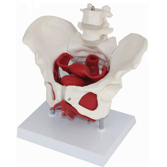 CY-A589-3 女性骨盆肌肉带生殖器官模型