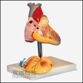 CY-A16008 儿童心脏解剖放大模型