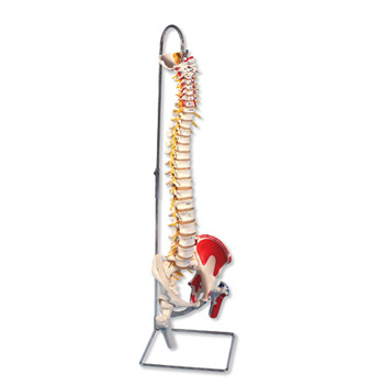 带股骨头和着色肌肉的豪华型活动脊柱模型