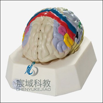CY-A18205 大脑皮质功能定位模型