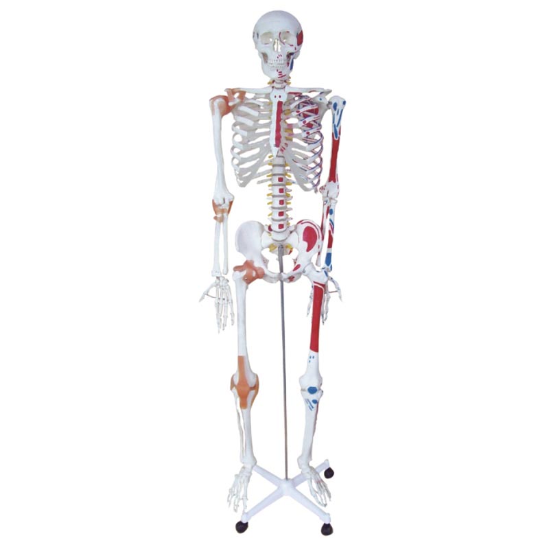 CY-XC101A 人体骨骼半边肌肉着色半边附韧带模型