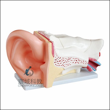CY-XC303C 新型大耳解剖放大模型(5倍)