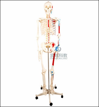 CY-XC101B 人体骨骼附半边肌肉着色模型170cm
