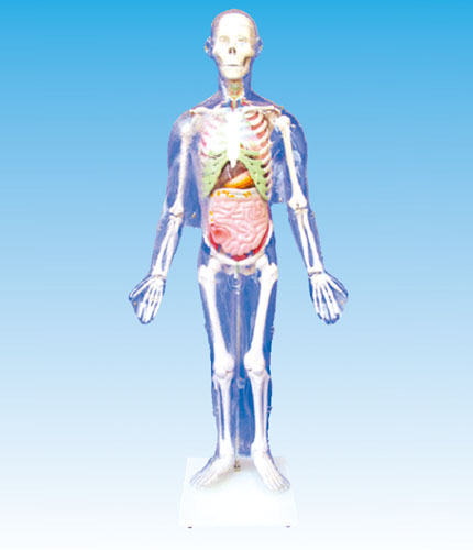 CY-SMD005 人体体表、骨骼与内脏关系模型