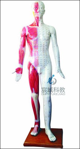 CY-XC501  人体针灸模型 178CM（带肌肉解剖）