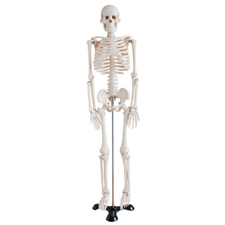 CY-XC102 人体骨骼模型85cm
