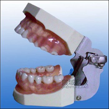 CY/KS9 牙龈病模型